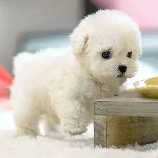 Oak & Coral | Realistic Dog for Kids that Responds to Touch