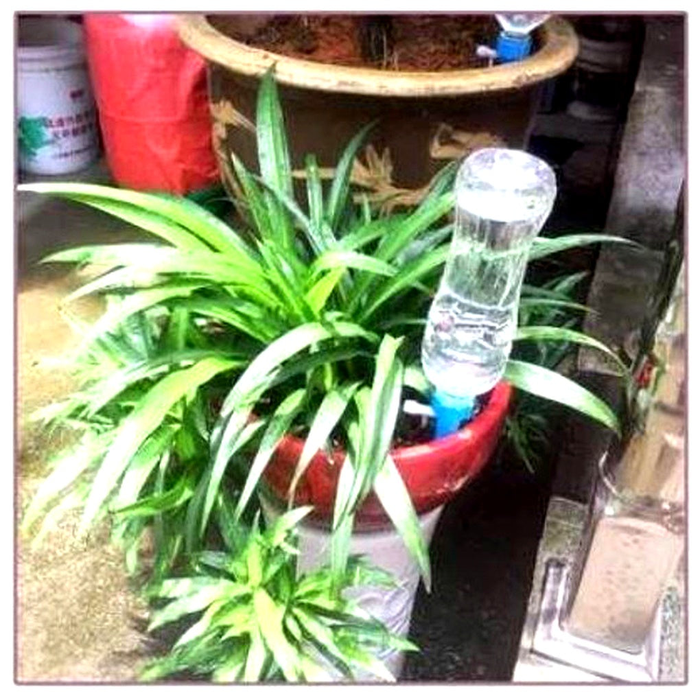 Oak & Coral | Automatic Plant Waterer - Adjustable Flow Garden Aid Spikes