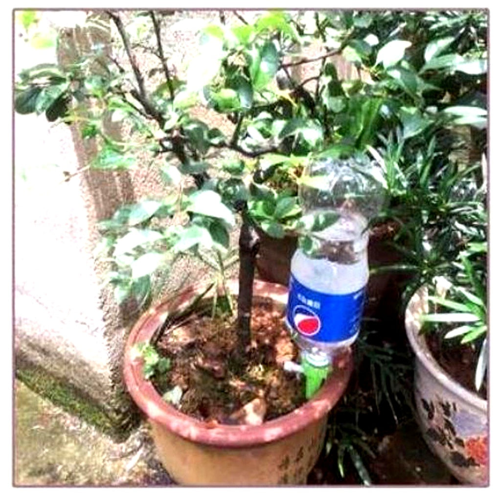 Oak & Coral | Automatic Plant Waterer - Adjustable Flow Garden Aid Spikes