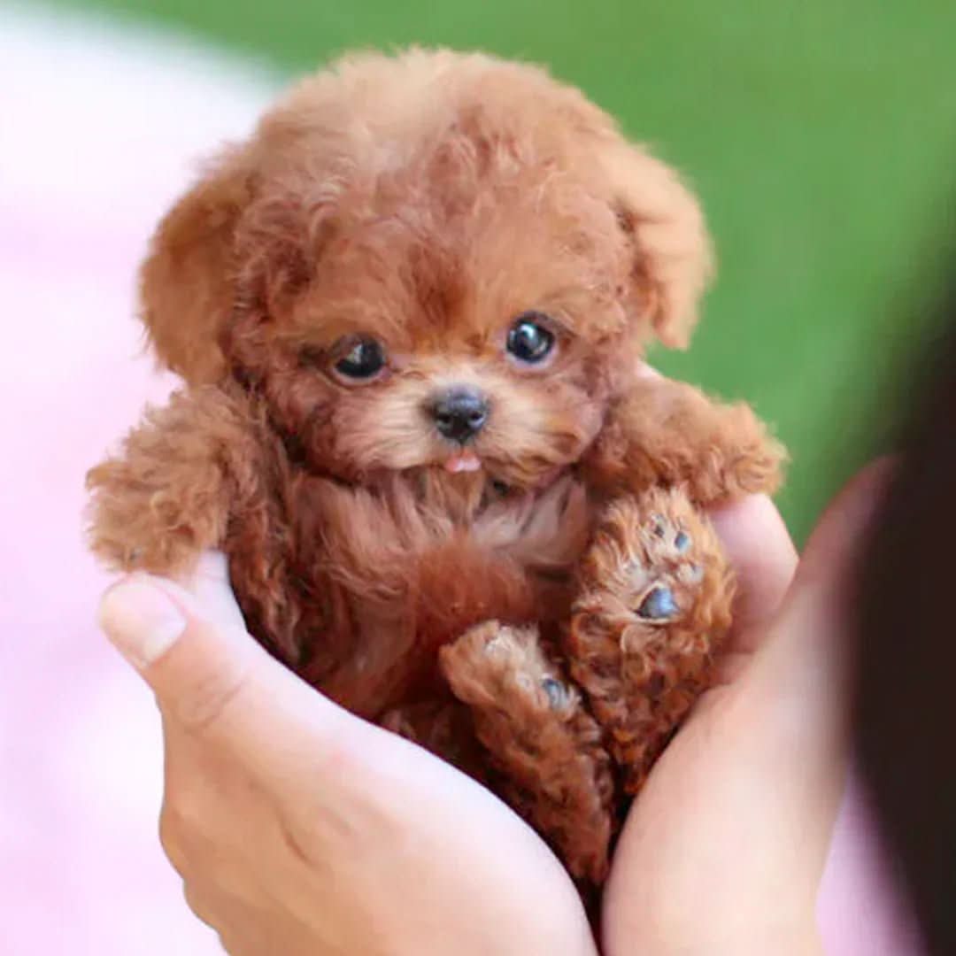 Oak & Coral | Realistic Dog for Kids that Responds to Touch